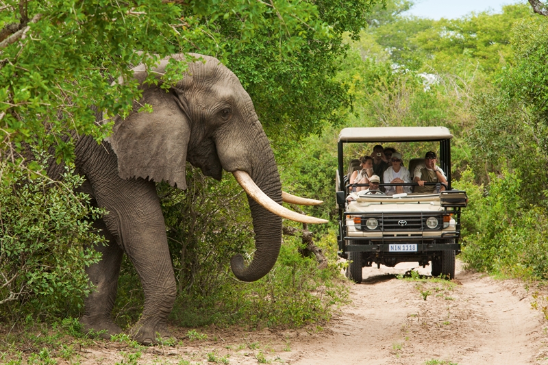 Elephant Walking Kruger