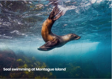 Seal swimming at Montague Island