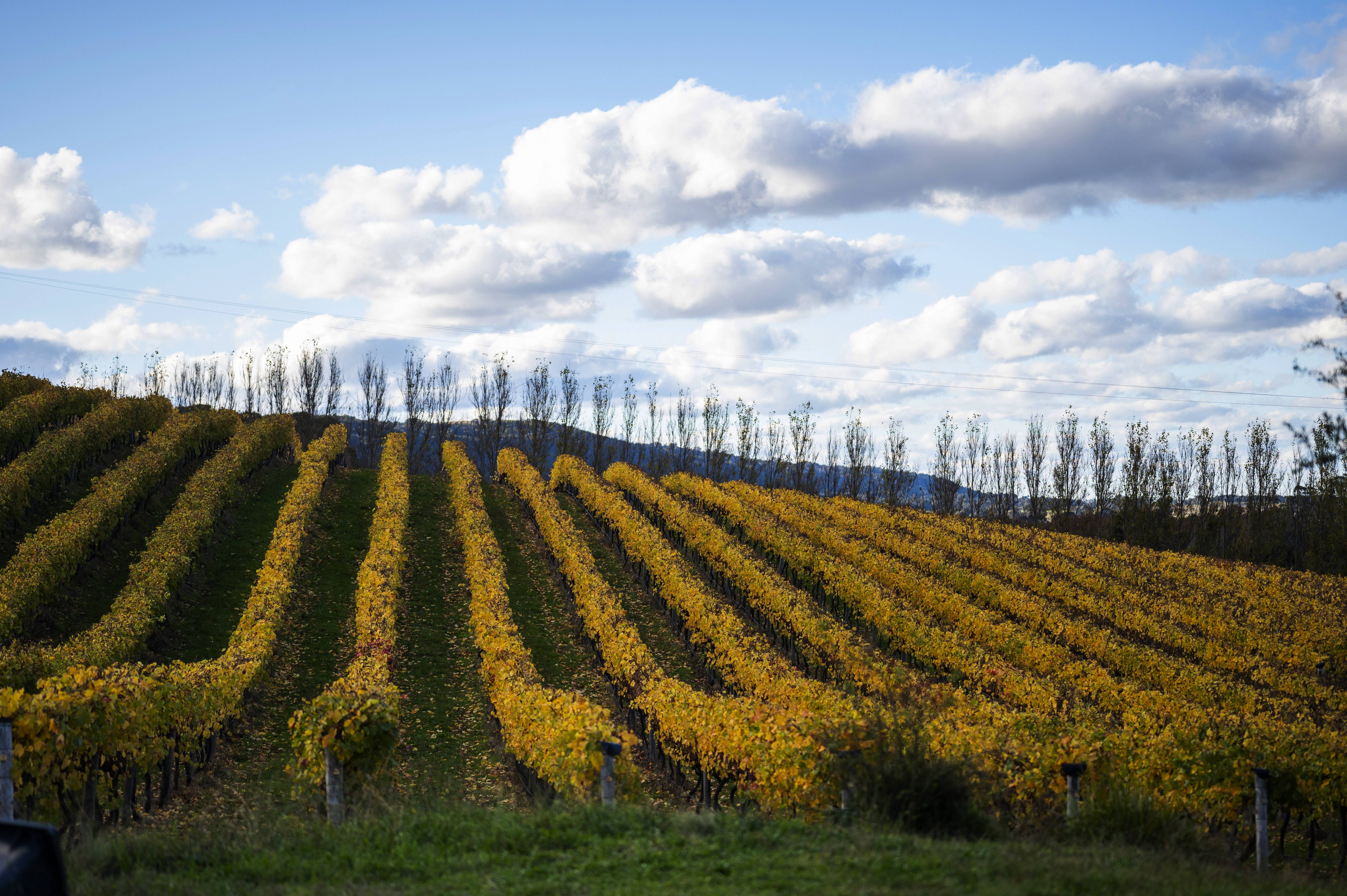 Canberra_Canberra Wine region