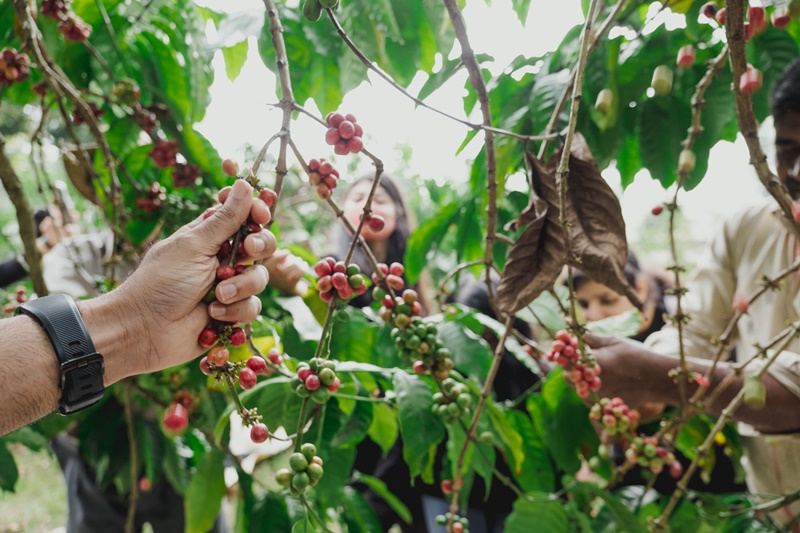 Explore the Coffee Estates (Source: Daniel D'Souza/Airbnb)