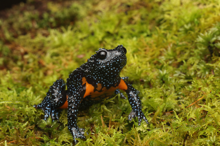 Galaxy frog (Image Courtesy-David Raju)