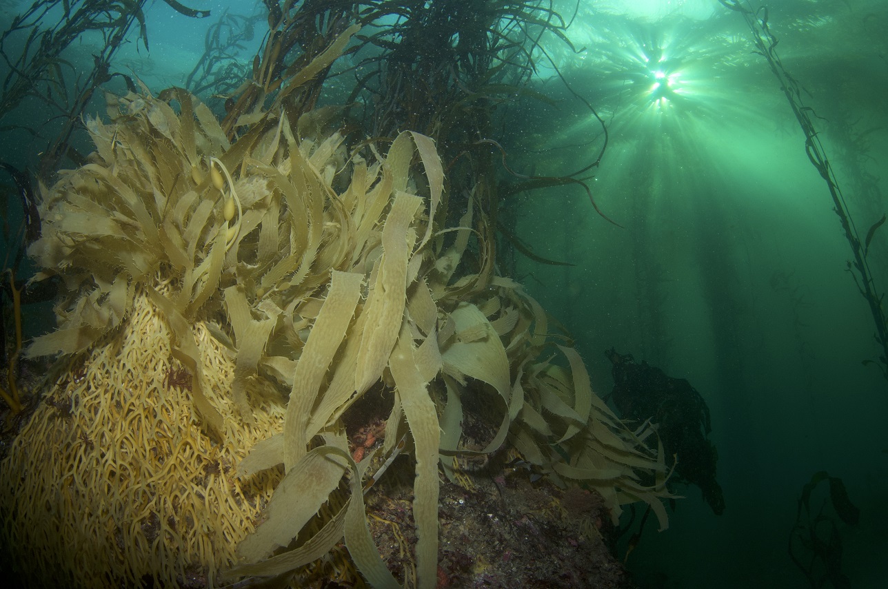 Giant Kelp underwater forests (Photo credit: Kelp Blue)