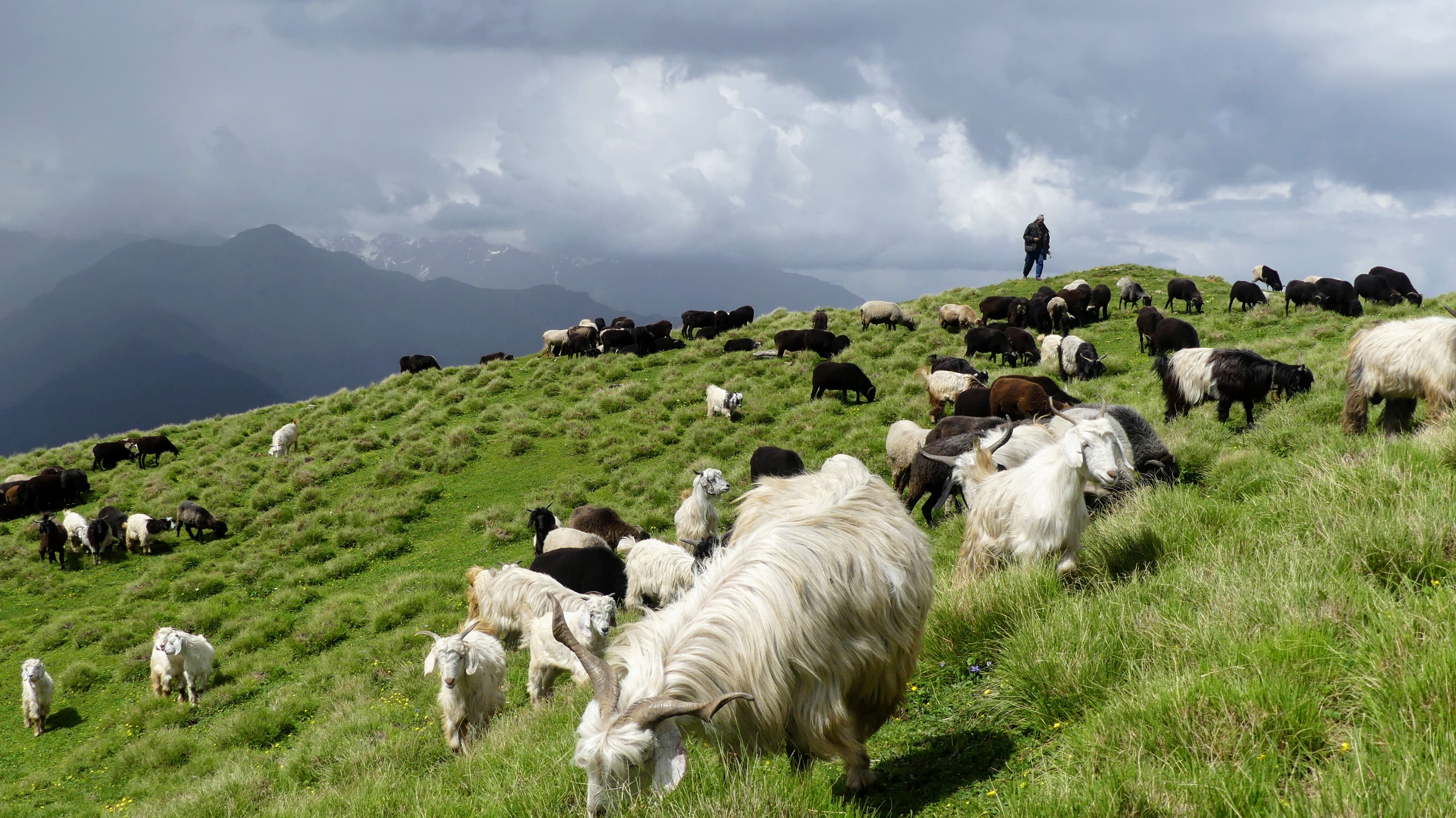 Herding in the alpine meadows of Rudranath by Palsi, IC Shepherds of Himalayas