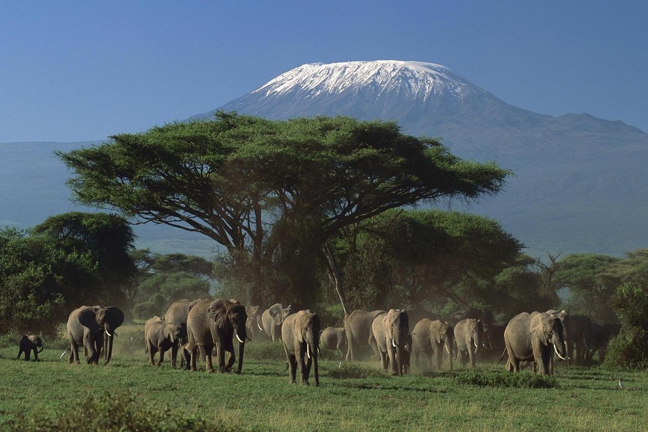 Witness free-ranging elephants by Mount Kilimanjaro in Kenya