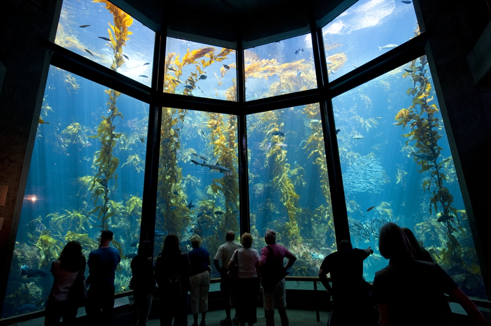 Monterey Bay Aquarium