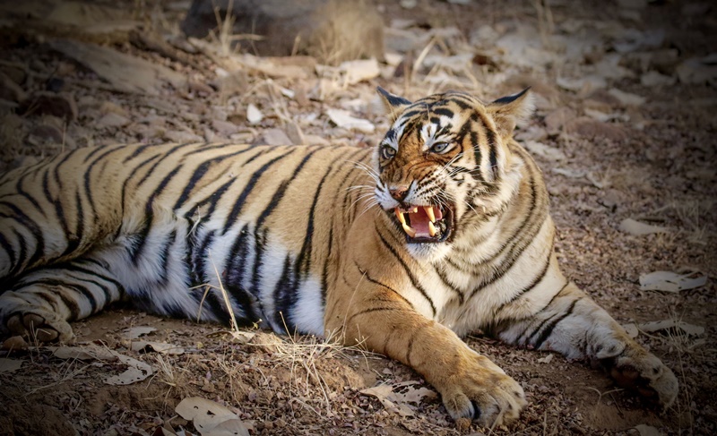 Noor T39 tigress by Varun Khullar