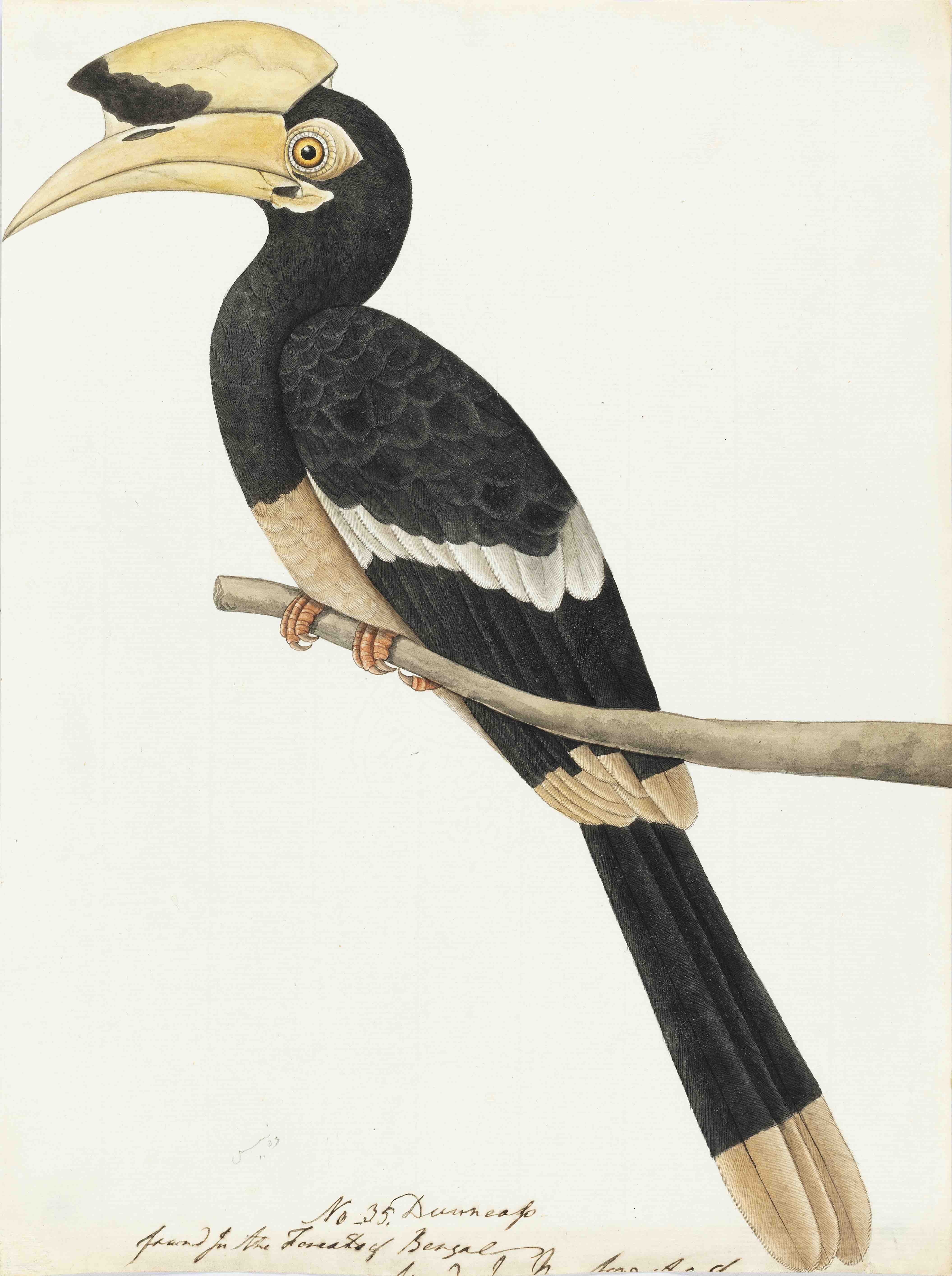  Oriental Pied Hornbill (Anthracocerus albirostris)