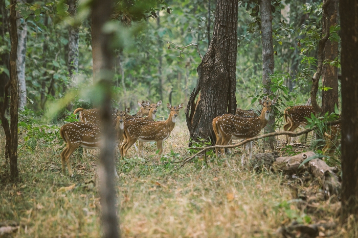 Pench National Park, Madhya Pradesh