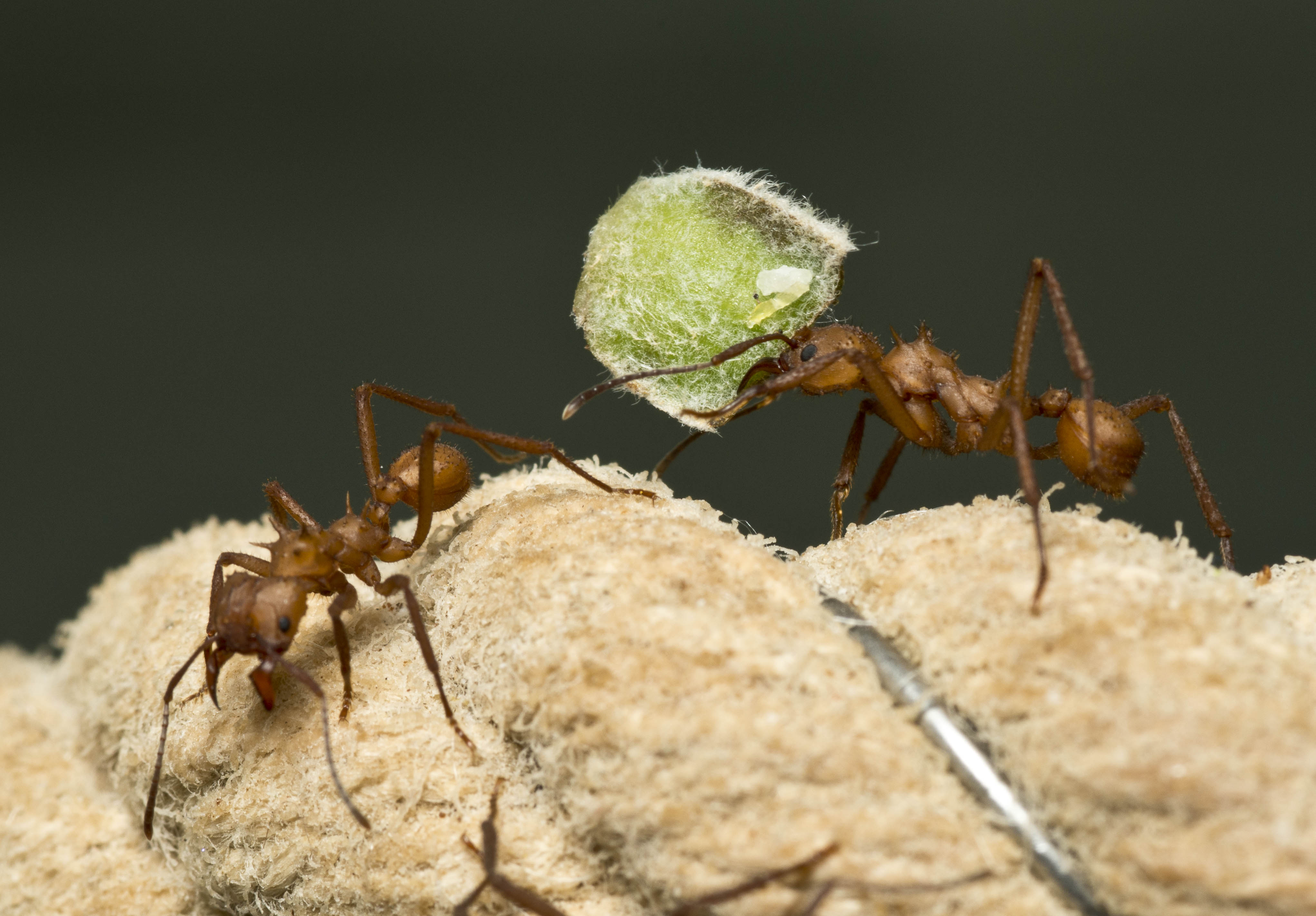 Ant carrying leaf fragments; from the exhibit 'Putting the Ant into Antibiotics'. Image Courtesy of John Innes Centre