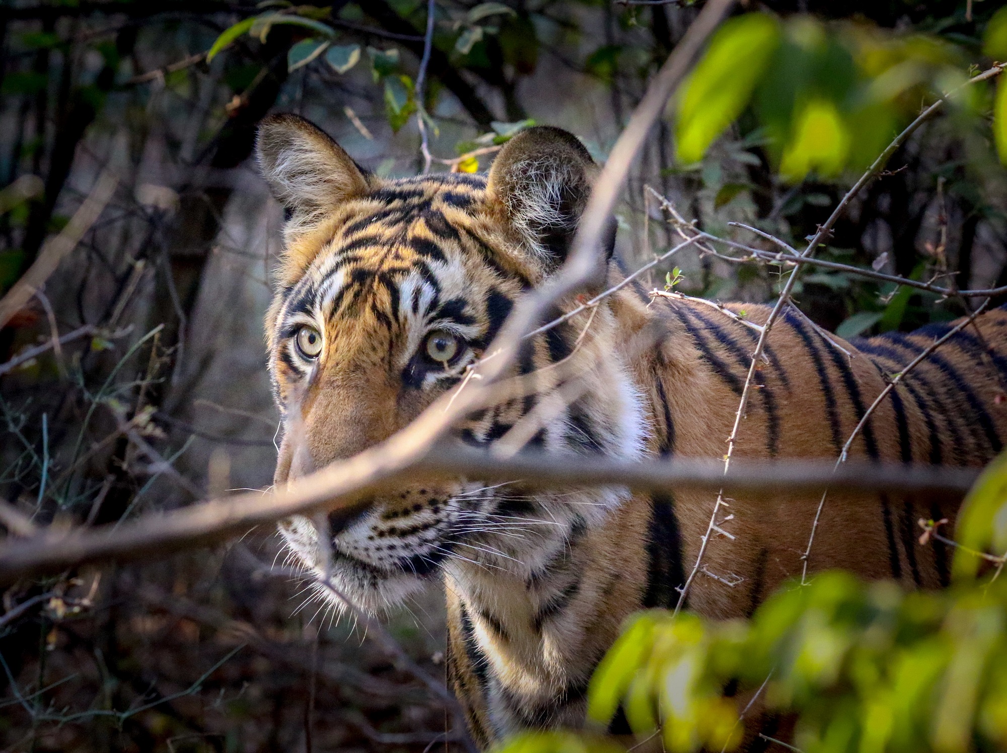 Ranthambore Tigers by Varun Khullar