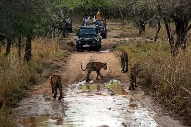 Remain silent during a safari