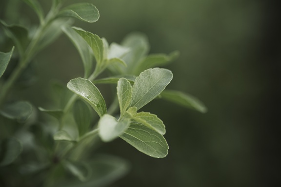 Stevia Leaf 1