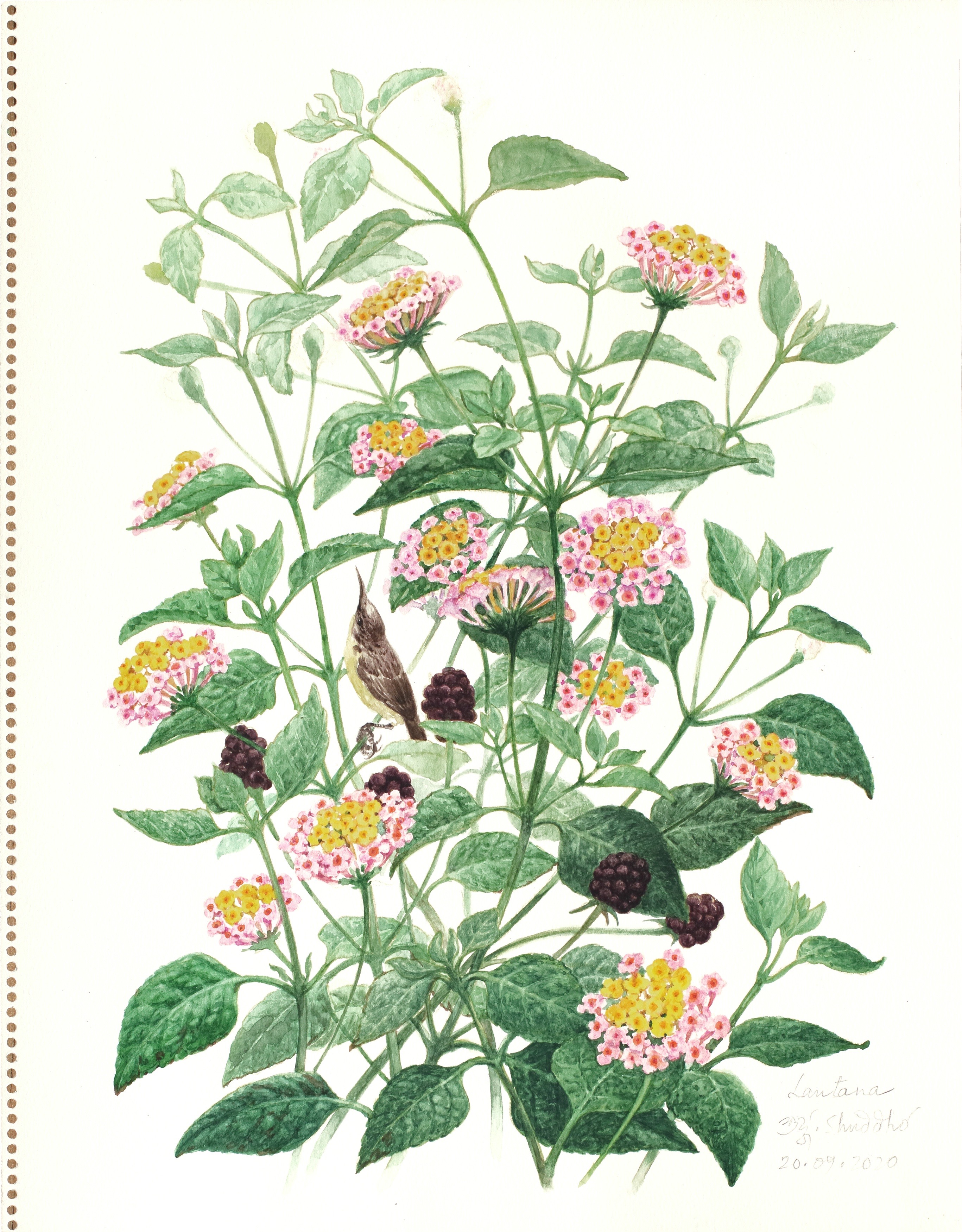 Suddhasattwa Basu - A sunbird in the Lantana Bush