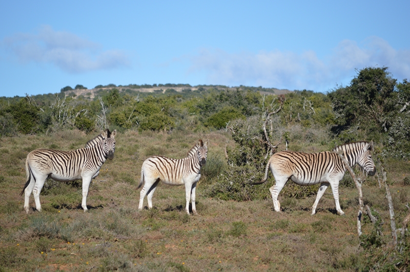 Zebras in Addo National Park