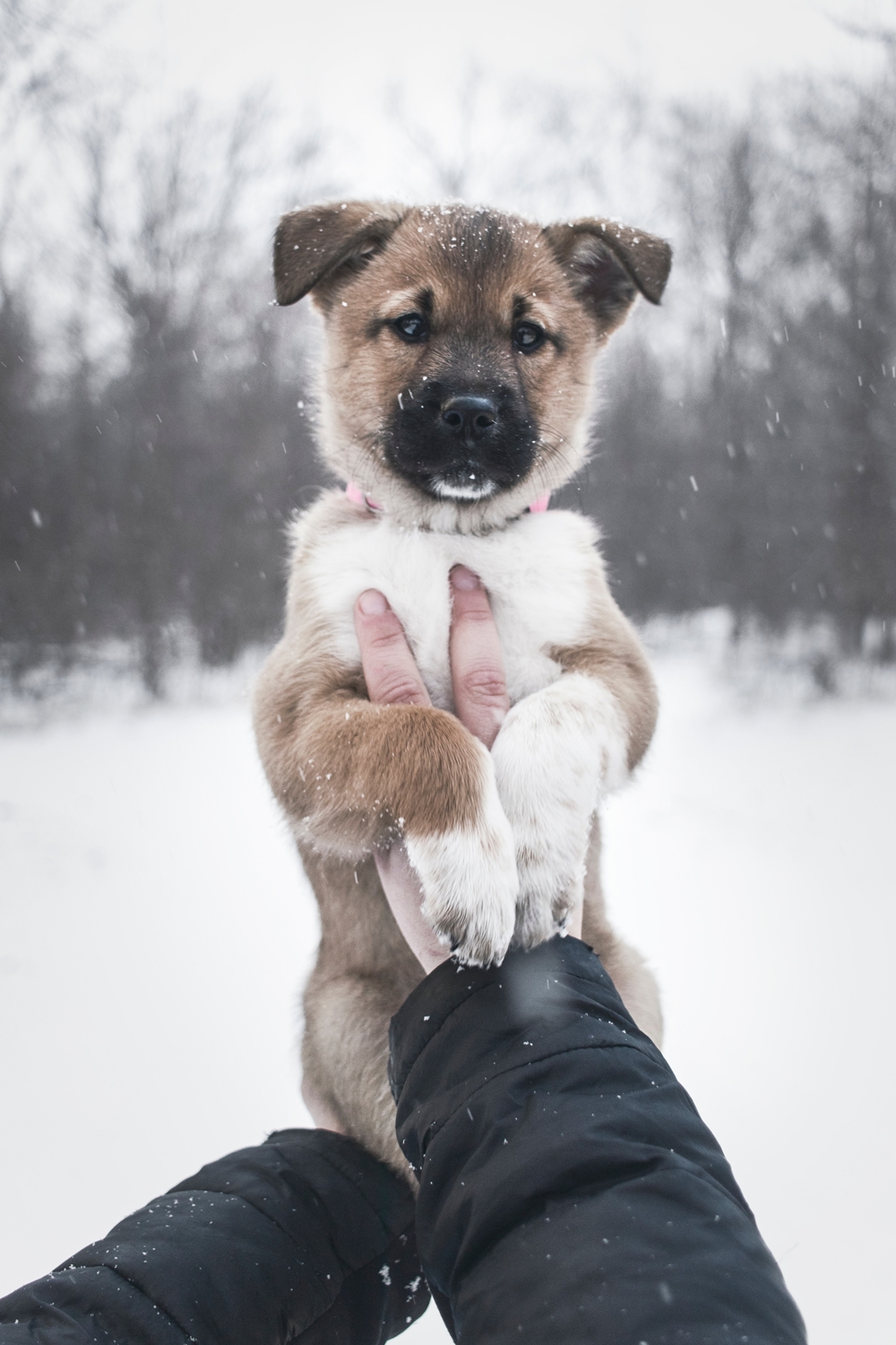 Keep your pets safe this winter