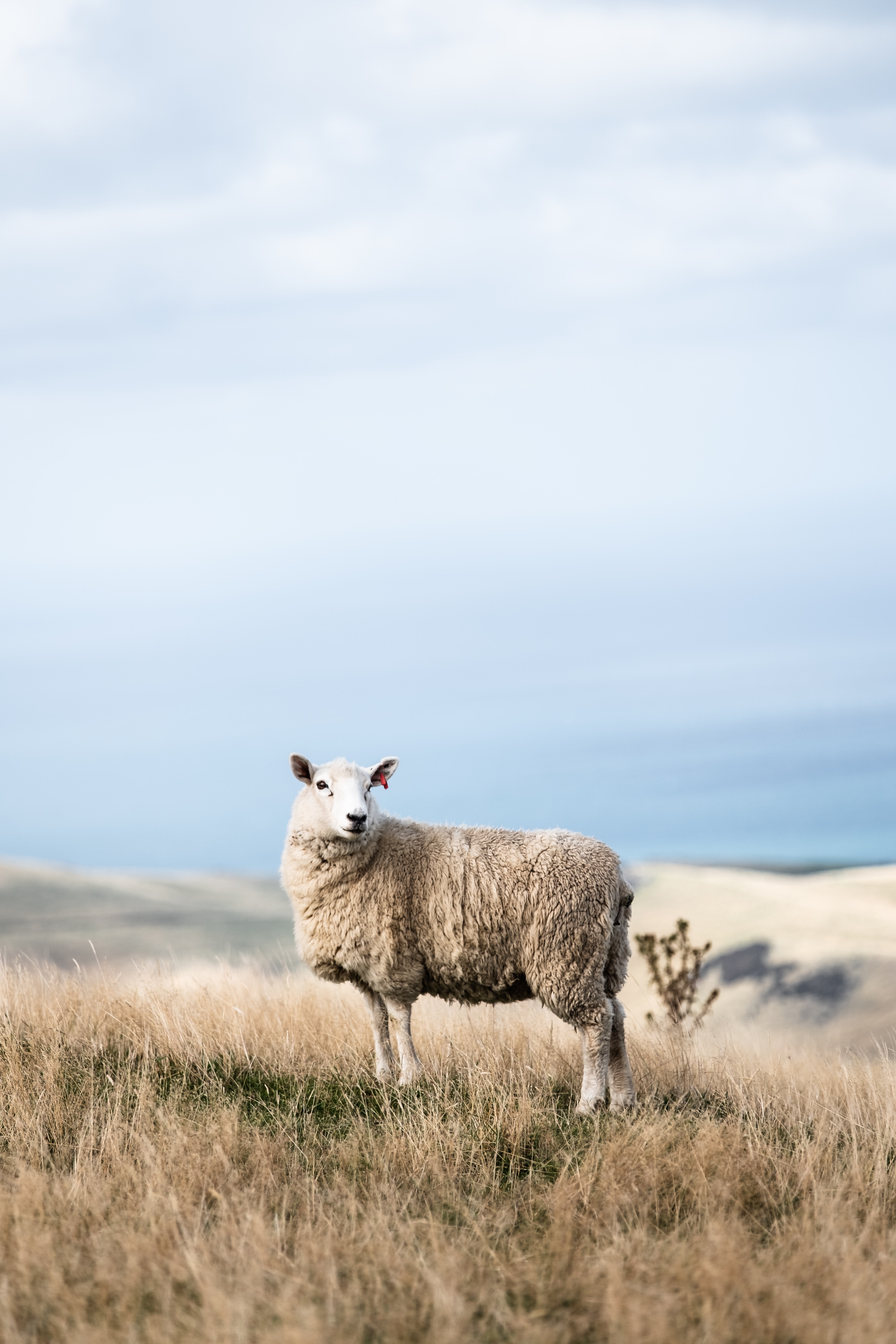 Uttarakhand to produce Australian merino sheep wool