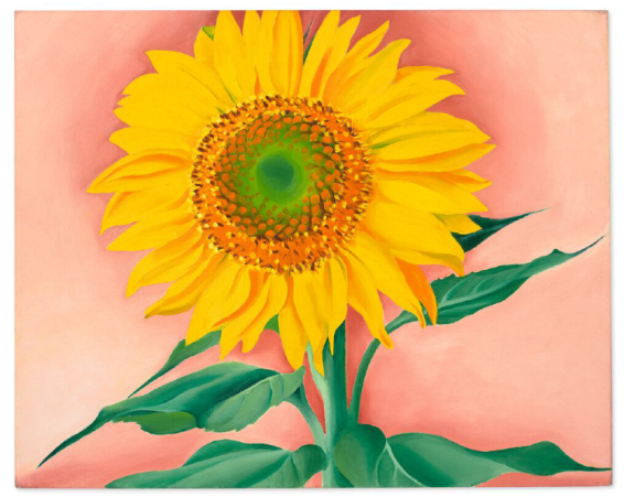 A Sunflower from Maggie oil on canvas