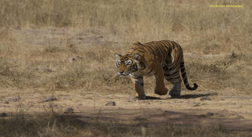 f you can protect one tiger, you can create a jungle: Filmmaker S. Nallamuthu 