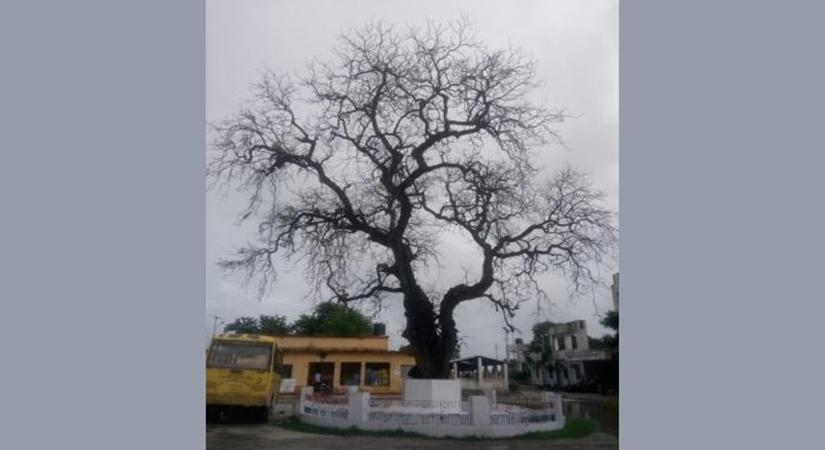 Bihar's Champaran has many memories associated with Mahatma Gandhi. One such memory is a neem tree in East Champaran district which is associated with Gandhi's visit to the district. Situated at the Turakoulia Block office complex, about 10 km from the East Champaran District Headquarters, Motihari, this old tree may be historic but today its condition is not good, although the district administration has now started the exercise to save it.