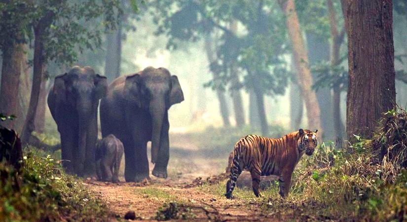 Dudhwa National Park, Uttar Pradesh