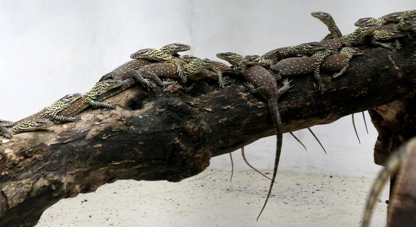 Newborn Komodo dragons are seen in the cage in Surabaya Zoo, Surabaya, East Java, Indonesia, on March 7, 2019. 74 baby Komodo dragons were born from January to February of 2019 at the Zoo. (Xinhua/Kurniawan/IANS)