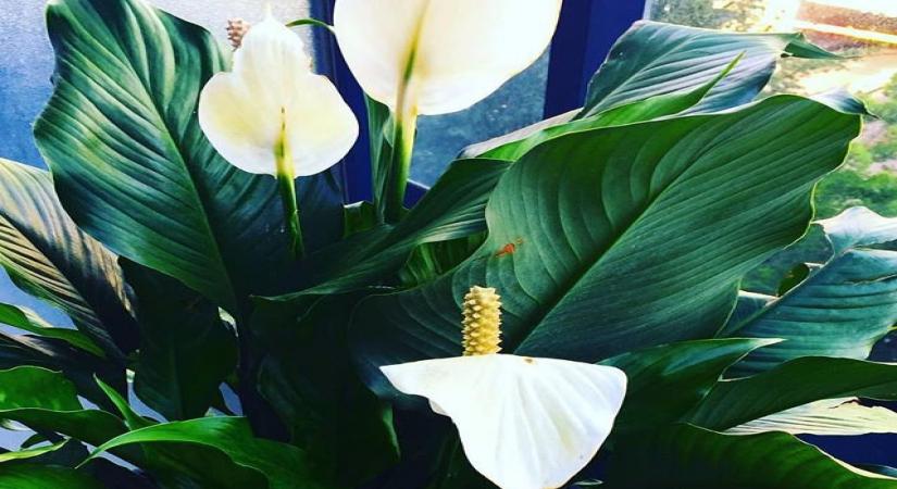 If you are planning to purchase an air purifier with your hard-earned money as air around you gets toxic, think again. According to health experts, air purifiers are not the only solution to keep your indoor air clean as the same job can be done by placing indoor plants like Peace lily or Boston Fern, along with keeping the environment dust-free.