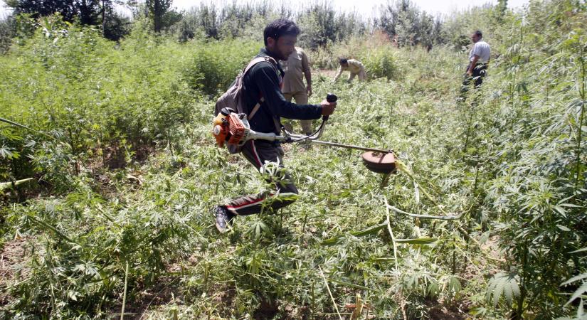 Cannabis use disorder more common in adults with pain