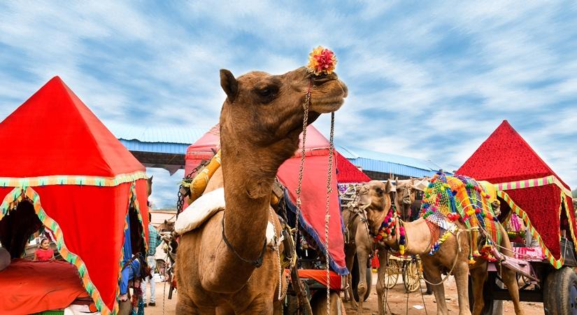 Festivities at Rajasthan’s Cattle Fair  