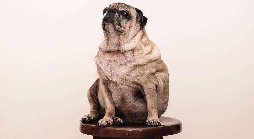 Is your pet obese?