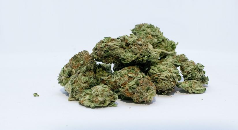 New York, March 28 (IANS) More than 90 per cent of the legal marijuana products offered in medical dispensaries are much stronger than what clinical studies have shown that doctors recommend for chronic pain relief, according to new research.