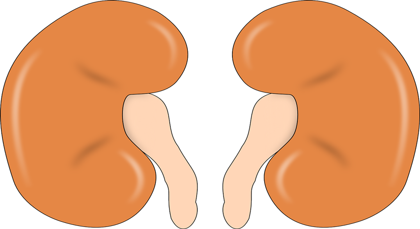 How important it is to know your kidney’s health