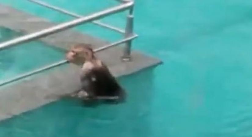 Tisca Chopra shares video of monkeys having 'pool party'.