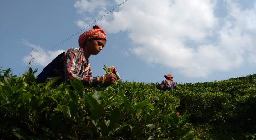 Drinking green tea may help treat food allergies. (File Photo: IANS)