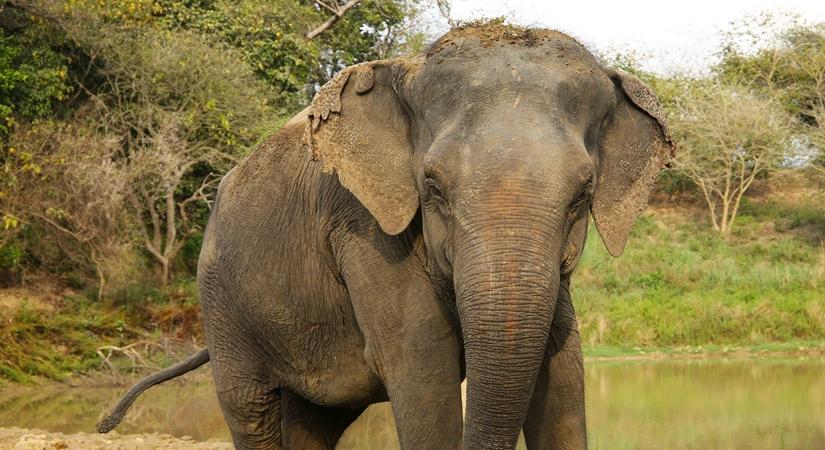 Daisy is now living a safe and healthy life at the Wildlife SOS Elephant Rehabilitation Centre, Haryana