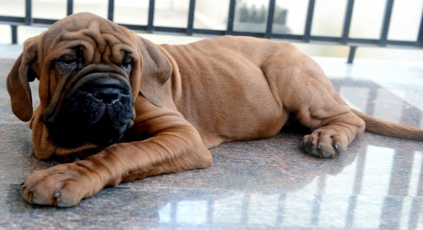 Your pet dog will always come to rescue your from trouble as according to the researchers, dogs save distressed human owners as long as they know how. (File Photo: IANS)