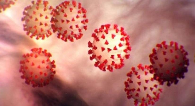 coronavirus.