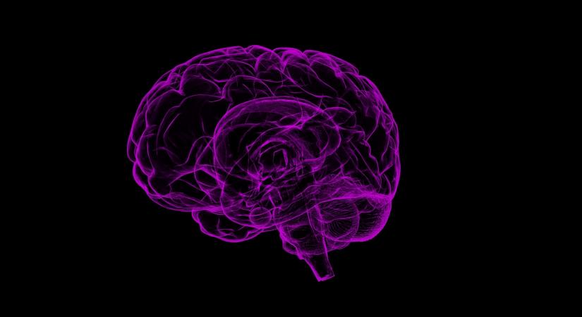 Brain.