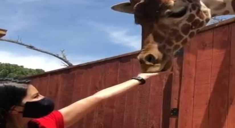 Sunny Leone feeds giraffe in new video | IANS Life