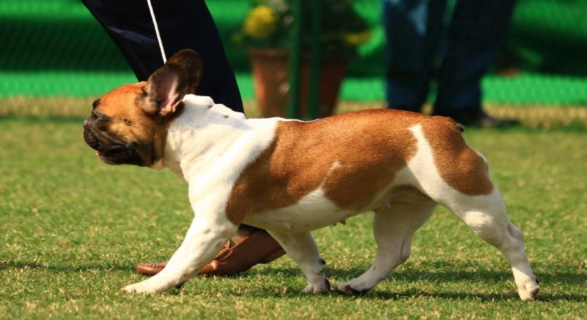 Sydney, July 6 (IANS) Young children from dog-owning households have better social and emotional wellbeing compared to those who do not own a dog, say researchers.
