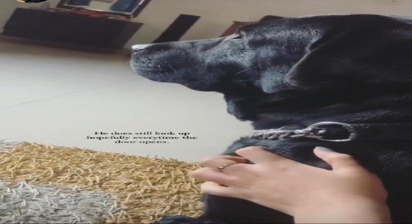 Sushant Singh Rajput's pet dog still waits for him.