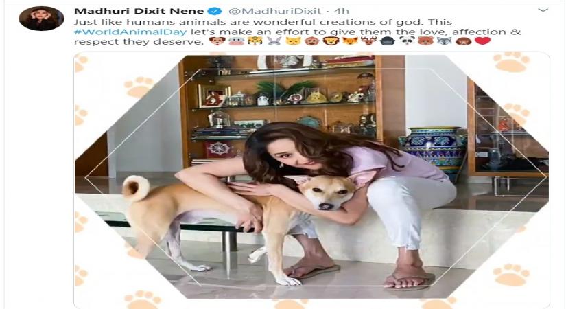 World Animal Day: Madhuri, husband extend support to furry friends