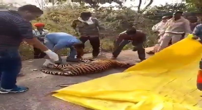One-year-old tigress killed in Panna reserve.