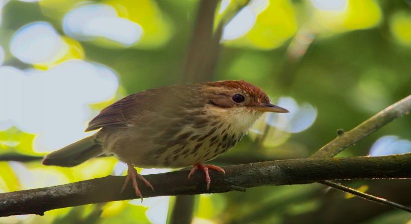 Puff-throated babbler makes first appearance in Rajasthan.