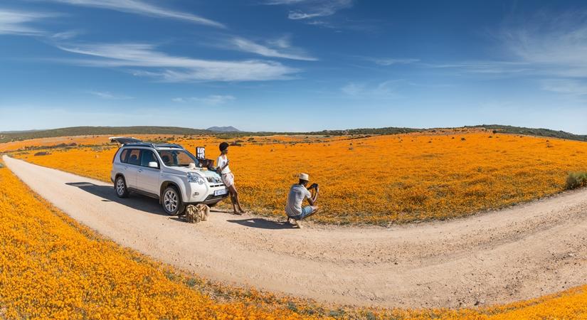 Namaqualand flowers