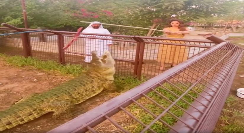 Actress Urvashi Rautela has reached a following of 34 million on Instagram. She posted a video to thank fans on Saturday, where she is seen feeding crocodiles in a wildlife Sanctuary.