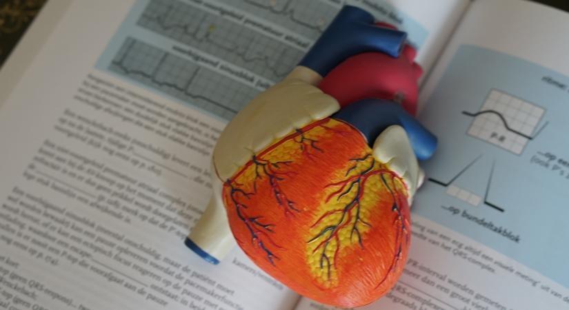 Brown fat may protect against cardiac, metabolic conditions