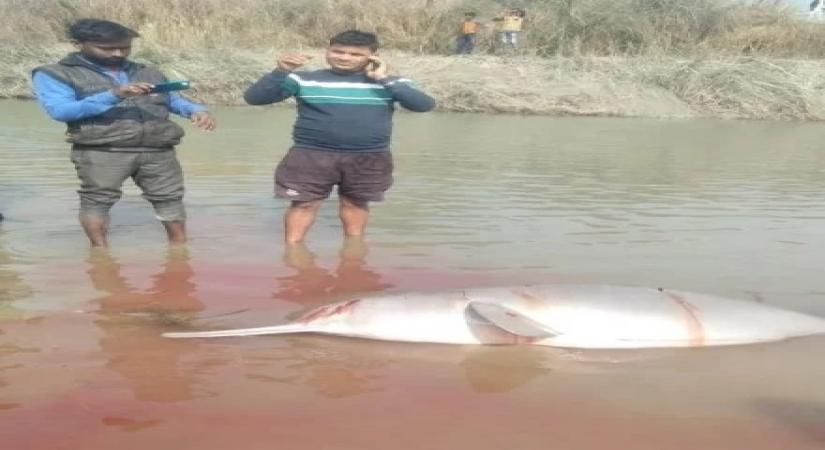 B-Town shocked by video of dophin being beaten; Police say arrests have been made