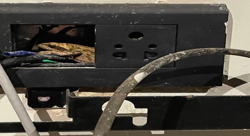 When Akshay Kumar couldn't charge his phone because of a frog. (photo:instagram)