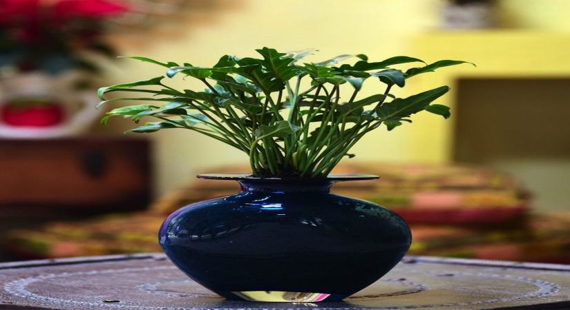 Plants at home may up positive mental well-being