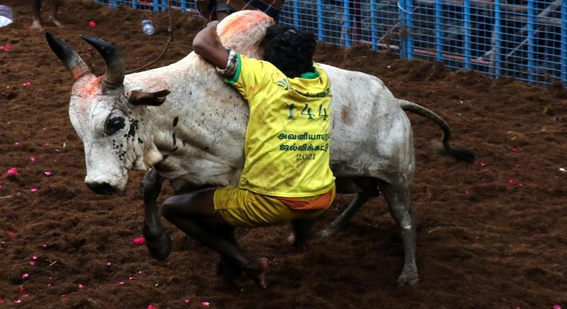 'Jallikattu' out of Oscar race, shortlists in 9 categories announced. (Photo: R.Parthibhan/IANS)